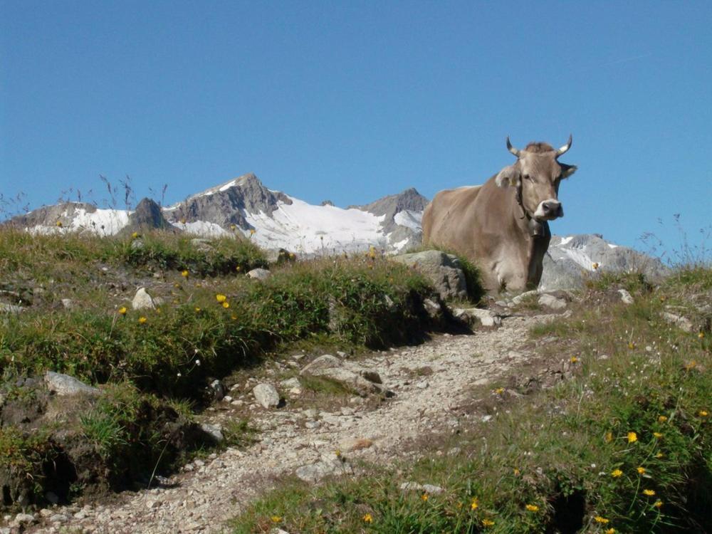 Diese Einfache Unterkunft- Bergheimat Ist Nur Fuer Backpacker- Rucksacktouristen Und Radfahrer - Huettenfeeling Im Backpackerhoues- Ganz Einfach - Ganz Unkompliziert - Ganz Relaxd Villa Linthal Ngoại thất bức ảnh