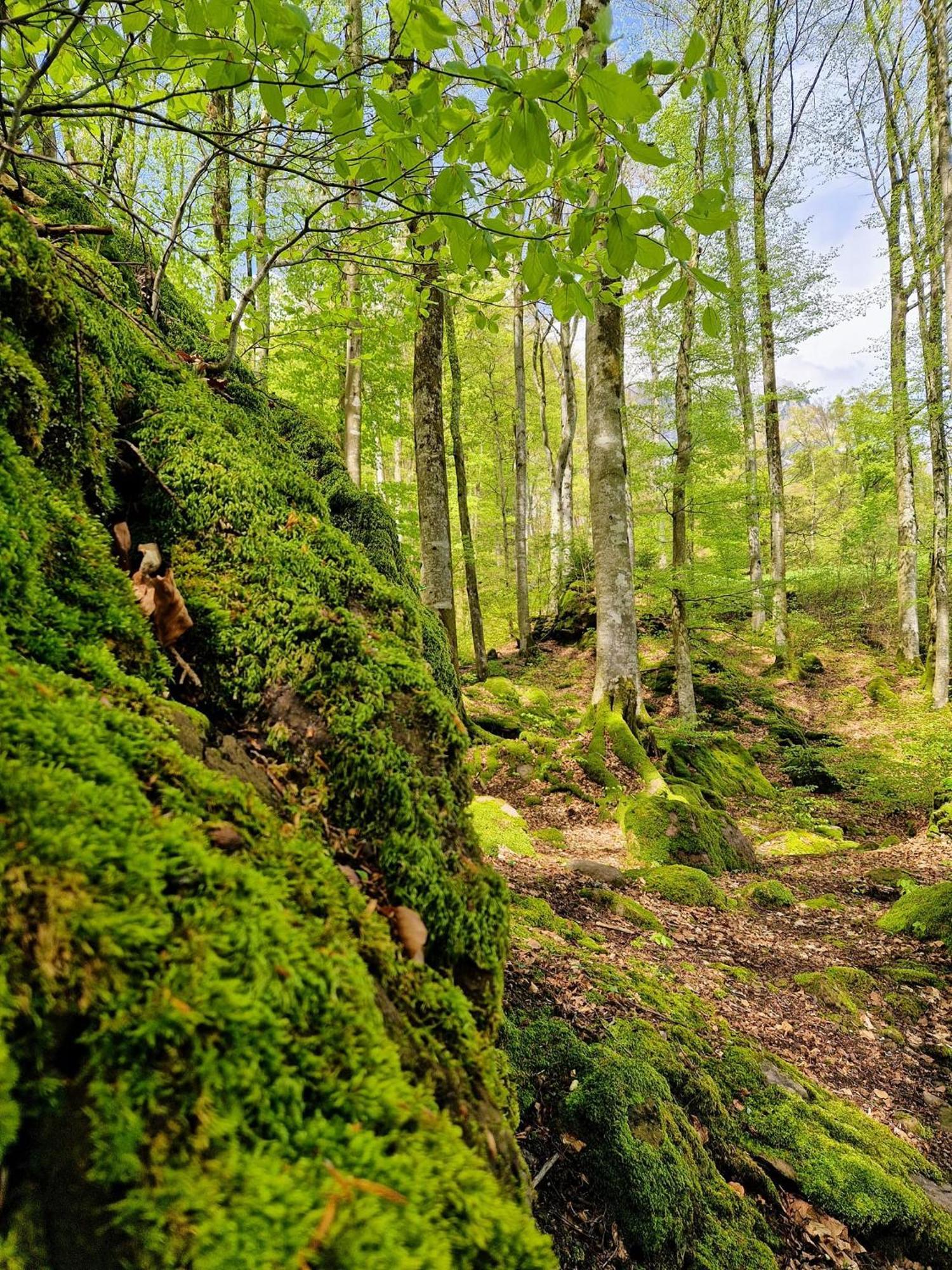 Diese Einfache Unterkunft- Bergheimat Ist Nur Fuer Backpacker- Rucksacktouristen Und Radfahrer - Huettenfeeling Im Backpackerhoues- Ganz Einfach - Ganz Unkompliziert - Ganz Relaxd Villa Linthal Ngoại thất bức ảnh
